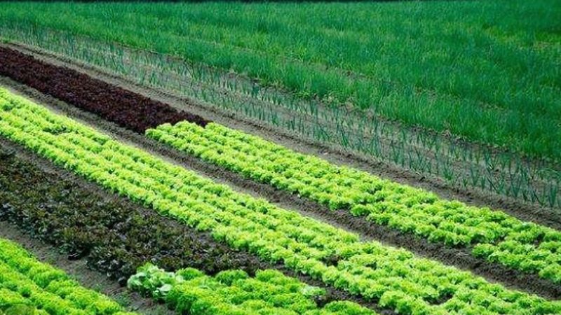 上海智慧农业小型农场解决方案：打造高效生态农业新范式