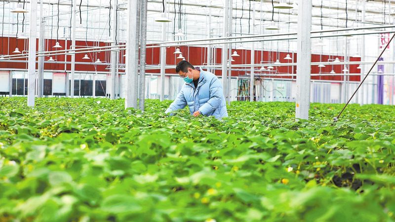 农业产业园基础设施预算编制：关键步骤与注意事项**