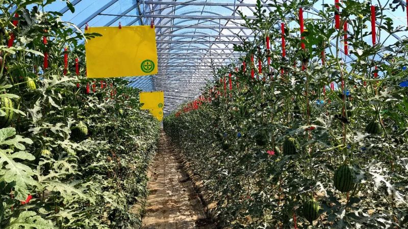 露天果园病害防治：价格背后的考量因素