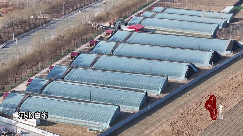 合作社新篇章：种植类农民专业合作社的成立之路**
