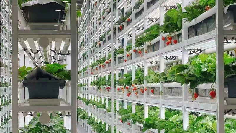 蔬菜种植周期光照要求：关键因素与优化策略